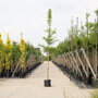 Ginkgo biloba